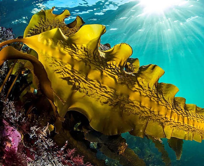 Linaïa réalisation : Global Seaweed Coalition - Photo d'illustration